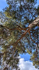 Majestic pine tree crown reaching into a clear blue sky. Tall evergreen tree with textured bark and...