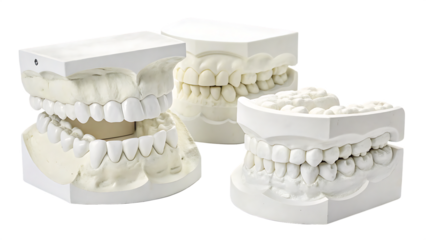 set of white teeth models on white background PNG. AI GENERATED