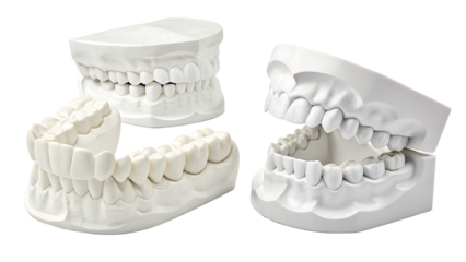 set of white teeth models on white background PNG. AI GENERATED