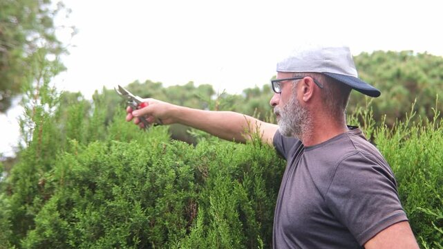 Mature man pruning hedges with pruning shears.