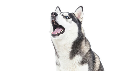 Husky dog howling with open mouth on white background