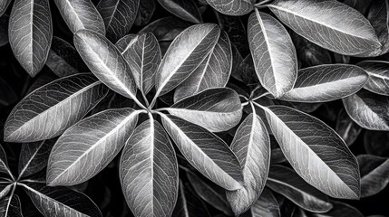 Stunning Monochrome Leaf Texture Closeup Photography