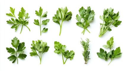 Obraz premium Fresh herbs assortment (1)