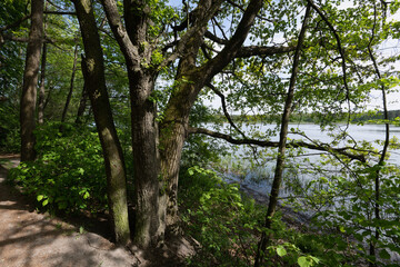 Fototapeta premium Trees and leaves on the lake shore in sunlight