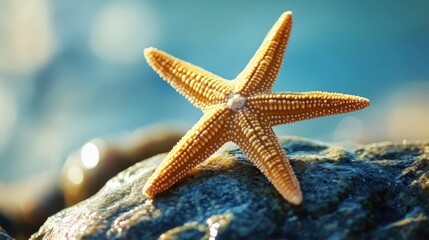 Golden starfish resting on a wet, dark stone.