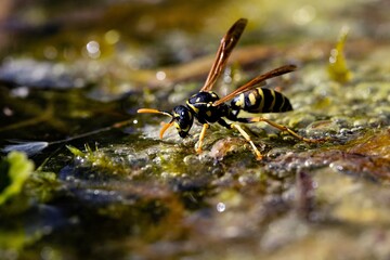5Wespe an einer Wasserstelle