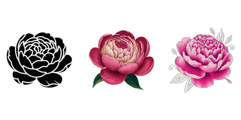 red peony rose bouquet illustration. Hand draw rose flower, Bouquet of flowers on transparent background, Chinese national flower peony, Pink peonies flowers set isolated white background.