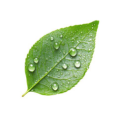 Morning Dew isolated on transparent background.