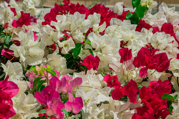  Beautiful flowers growing in the autumn garden