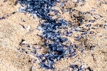 Line of velella jellyfish washed ashore on sandy beach forming a natural blue trail