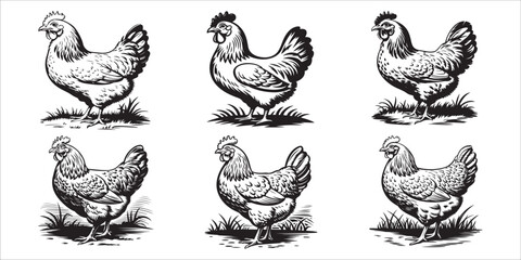 This vector art set features cute cartoon bird and chicken silhouettes, including hen and rooster icons, perfect for farm or poultry illustrations