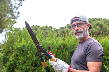 Mature man pruning hedges with gardening shears.