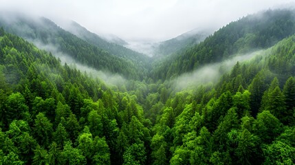 Fototapeta premium Lush Green Forest Valley with Foggy Mountains and Dense Trees