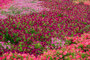 Photo of beautiful flowers in garden Dubai
