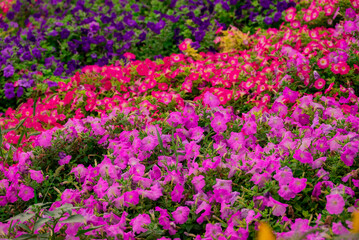 Obraz premium Photo of beautiful flowers in garden Dubai