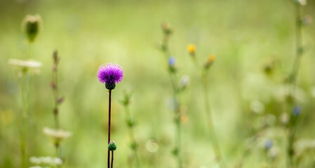 Plants in the meadow, pollen allergy, hay fever concept. Nature banner or background with copy...