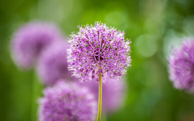 Beautiful blooming purple flowers in the summer garden. Nature background.