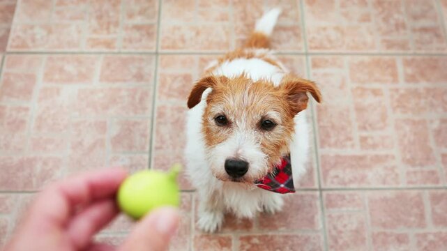 Hungry pet dog begging, asking for food, for fresh fruit in her owner's hand