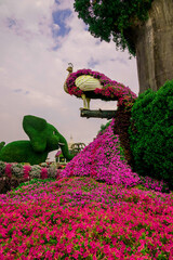 Photo of beautiful flowers in garden Dubai