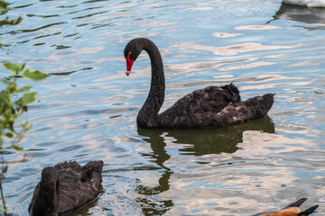 Fototapeta premium A graceful black swan with a red beak is swimming on a lake with dark green water. Cygnus atratus