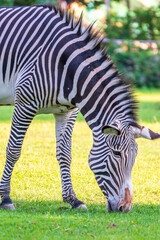 Fototapeta na wymiar Grevy's zebra, lat Equus grevyi, also known as the imperial zebra eats green grass.