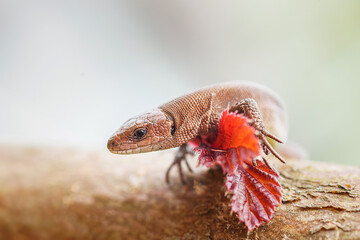 lizard on the grass...
