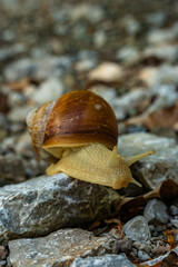 Hochschwab Gebiet - Hochsteiermark - Sackwiesensee - Österreich - Alpen - Weinbergschnecke