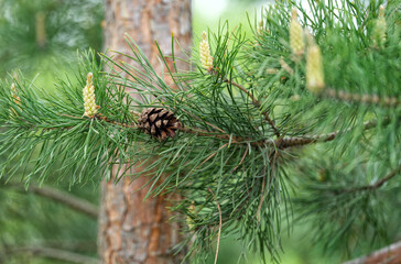 A close up shot of the branch of a pine tree with a pine cone on it. Pinus sylvestris.