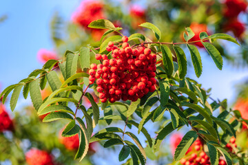 Autumn bright red rowan berries with leaves