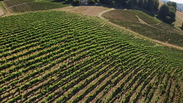 Vineyard Aerial Drone Rows Grapes Winemaking Agriculture Farm Landscape 