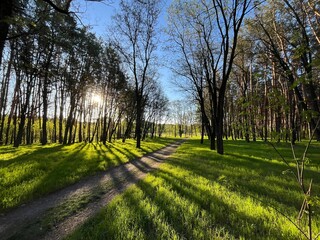 Morning forest at sunrise with green grass, spring time