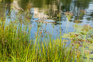 Tall grasses and flowering plants growing by a calm lake with water reflections.
