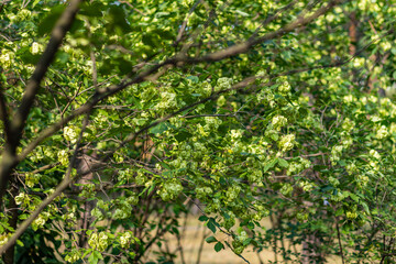 Fototapeta premium Thick bush with green leaves and clusters of winged seeds (samaras) in daylight. 