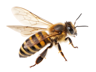 bee isolated on white  background, PNG