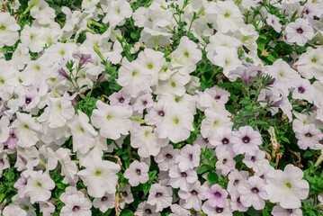 Photo of beautiful flowers in garden Dubai