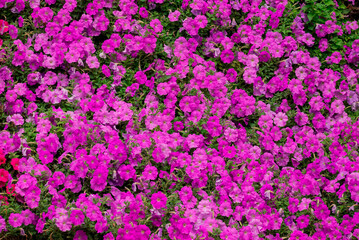 Fototapeta premium Photo of beautiful flowers in garden Dubai