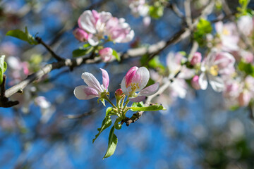 Apple blossoms on an apple tree branch in spring.