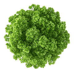Fototapeta premium Green curly parsley herb plant top view on transparent background