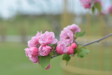 Malus Paradise Apple, Malus domestica Red Sentinel
