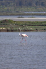 Flamingos Fed In The Wetland in bodrum turkey. Migrating flamingos feed in shallow water.	
