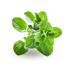 Marjoram herbs in closeup on white background
