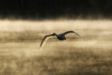 Whooper swan (Cygnus cygnus) flying across a misty lake backlit at sunrise in spring.	
