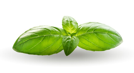 Basil in closeup on white background