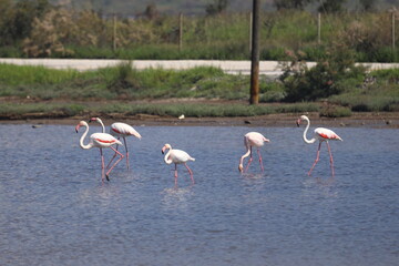 Flamingos Fed In The Wetland in bodrum turkey. Migrating flamingos feed in shallow water.	
