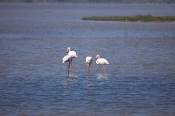 Flamingos Fed In The Wetland in bodrum turkey. Migrating flamingos feed in shallow water.	
