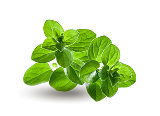 Marjoram herbs in closeup on white background