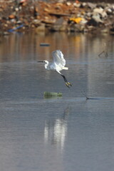 The great egret (Ardea alba) in flight. This bird also known as the common egret, large egret, or great white egret or great white heron.
