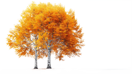 Golden foliage birch pair in autumn season isolated on transparent background