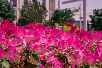 Beautiful flowers growing in the autumn garden