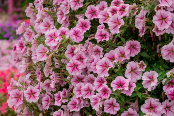 Photo of beautiful flowers in garden Dubai